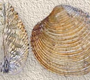 Praire clam
