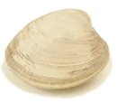 Steamer clam