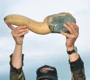 Geoduck clam