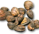 Clams