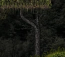 Thicket Woods