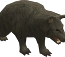 Black bear
