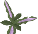 Clean magebane