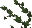 Ivy
