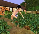 Tutorial:Gardener's mood guide