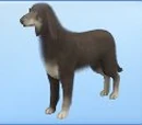 List of pet breeds