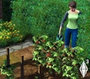 Gardening (The Sims 3)