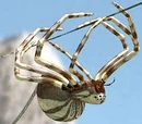 Silver spider