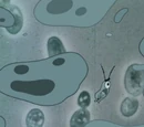 Amoeba