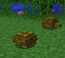 Turtles