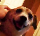 Sparky