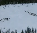 Volturi confrontation