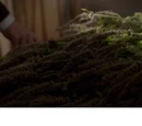 Vervain