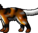 Mapleshade