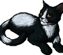 Tallstar
