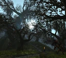Tainted Forest