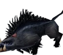 Boar