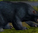 Black Bear Patriarch