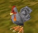 Ancona Chicken