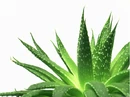 Aloe plant.jpg