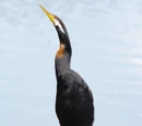 Pelecanimorphae