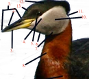 Foreneck