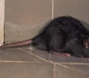 Rata