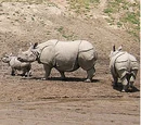 Rhinocerotidae