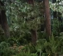 Camp WannaRunnaRound