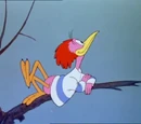 Aracuan Bird