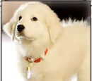 Puppy Paws (The Search for Santa Paws)