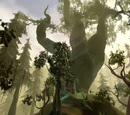 Brecilian Forest