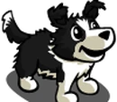 Pet