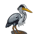 Grey Heron