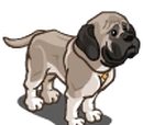 English Mastiff