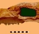 2001 in paleontology