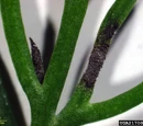 Leaf blight of fennel