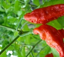Scoville heat units