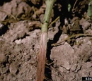 Fusarium wilt
