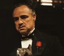 Vito's cat