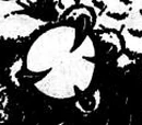 The Sacred Orb