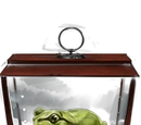 Western Green Toad