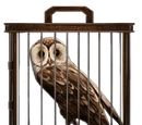 Tawny Owl