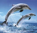 Dolphins