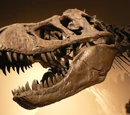 Tyrannosaurus