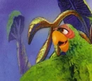 Stevenson the Parrot