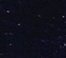The Swinetrek