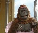 Mary the Gorilla