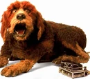 Dog (The StoryTeller)