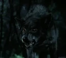Oak White Werewolf - TVD